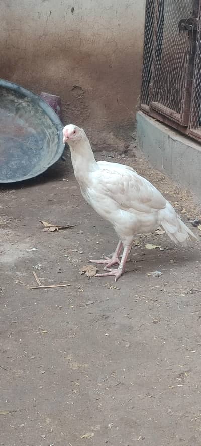 aseel heera paper white