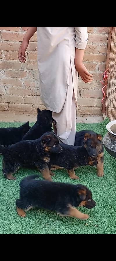 German puppy long cot