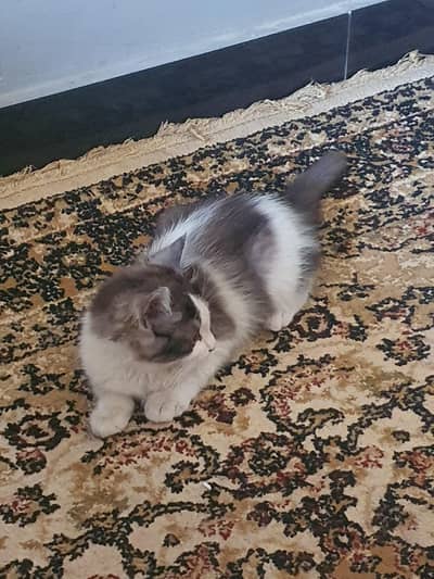 persian mix cats for sale