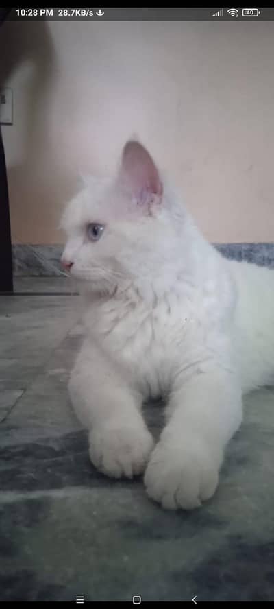 White Persian Male Cat