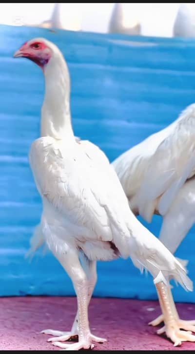 Oh shamo fi mele 3 murgeya 030045/90211