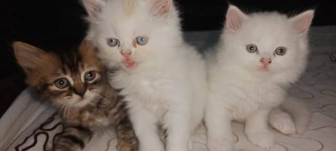 3 Cute Fluffy Kittens for Sale