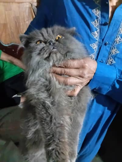 Persian cat black