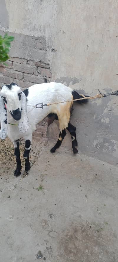 beautiful bakri for sale urgent