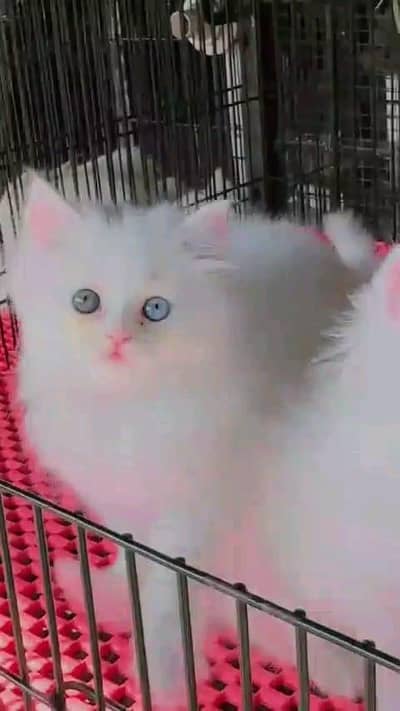 Persian cat for sale male or female my WhatsApp03313091788
