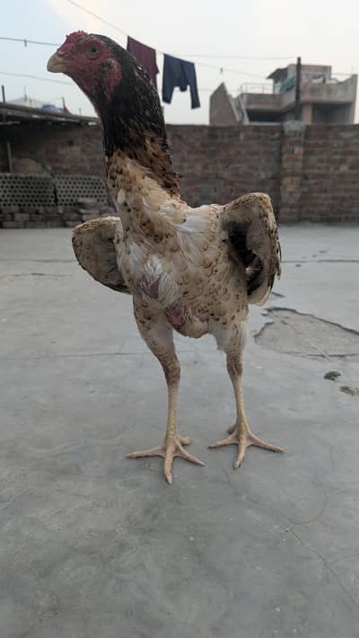 shamo female for sale