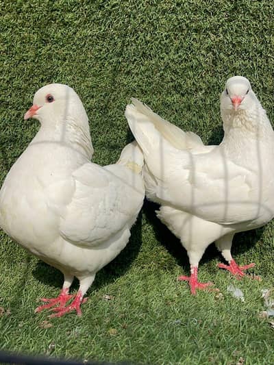 white king pair with eggs