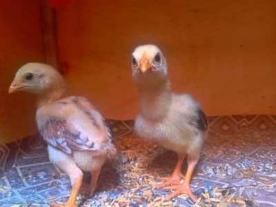 Healthy Sindhi Aseel Chicks for Sale in Lahore | DHA Phase 8 | Rs 1500