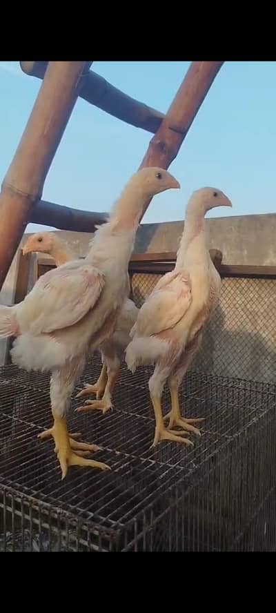 king size white o german shamo chicks available