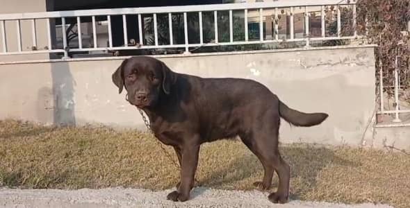 Labrador female for sale