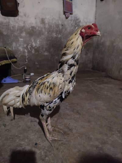 aseel male and female heera kras miya wali