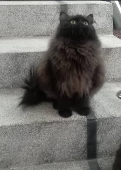 Black Triple coated persian breeder cat for sale