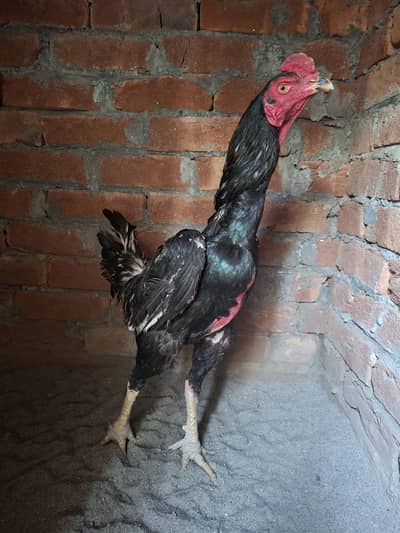 Panus Pakoya Super Locker