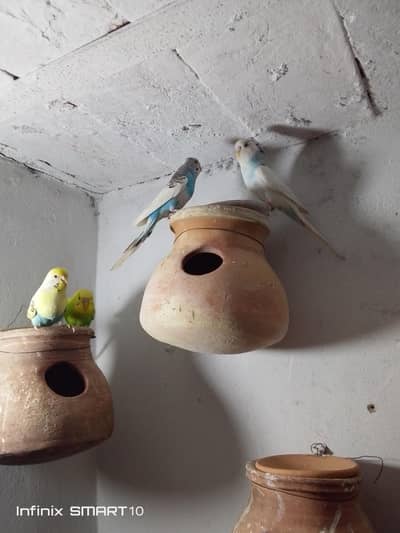 breeder pair urgent for sale