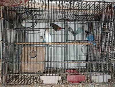 Green Monk and Lovebirds Looking for new Shelter