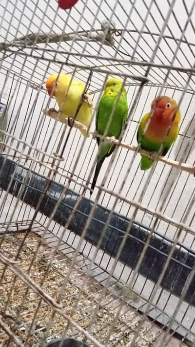 two lovebird parrots