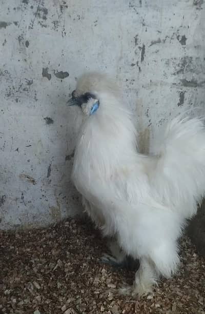 White silky or Black bantum