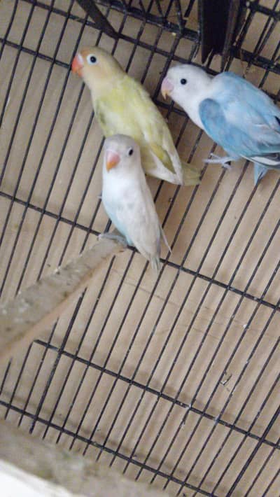 2 love bird breeder pairs 03206441878