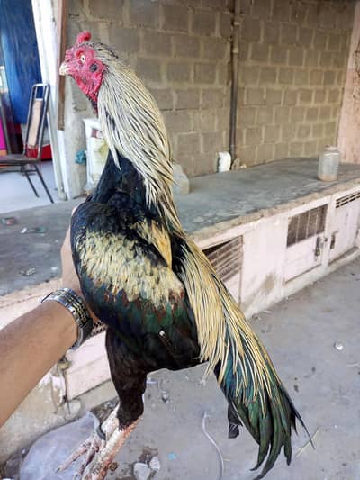 Aseel murga for sale