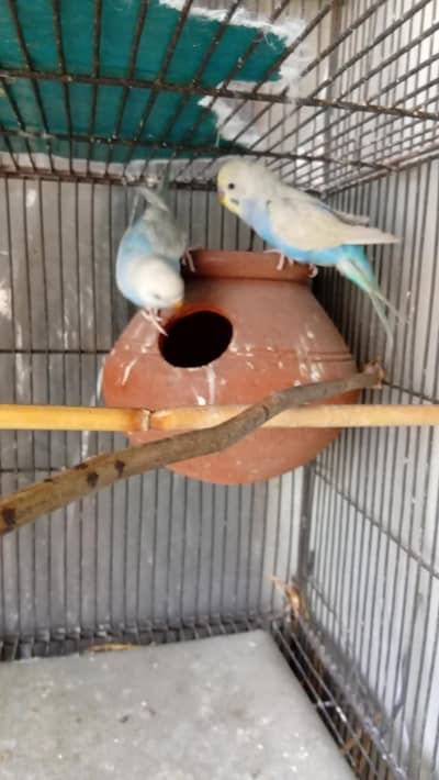 1 australlian paroot pairs