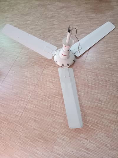 1 Royal fan, 1 pak fan