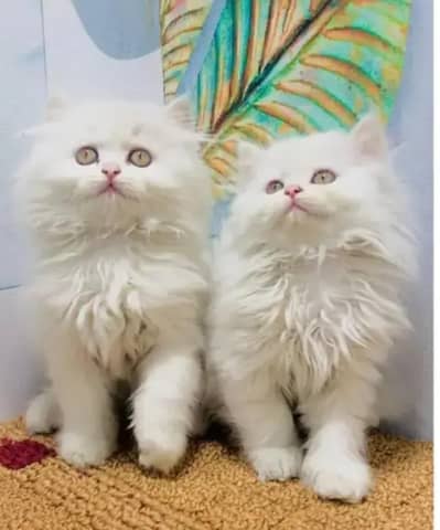 Persian Kittens white male