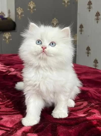 Persian Kittens white male