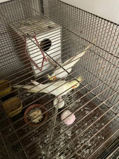 Cockatiel Breeder Pair