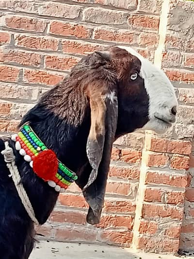 beetal goat