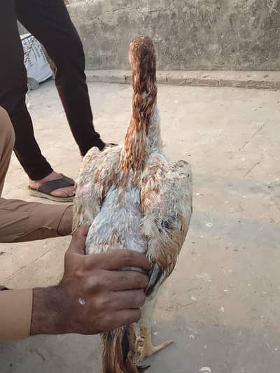 shamo cross female 03444203892