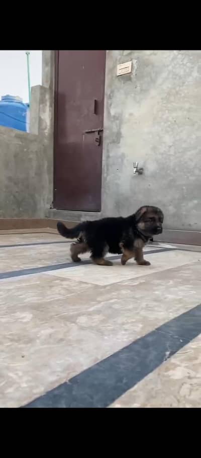 Pedigree puppies is available