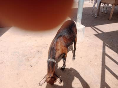 I want to sale my goats n Sheeps.