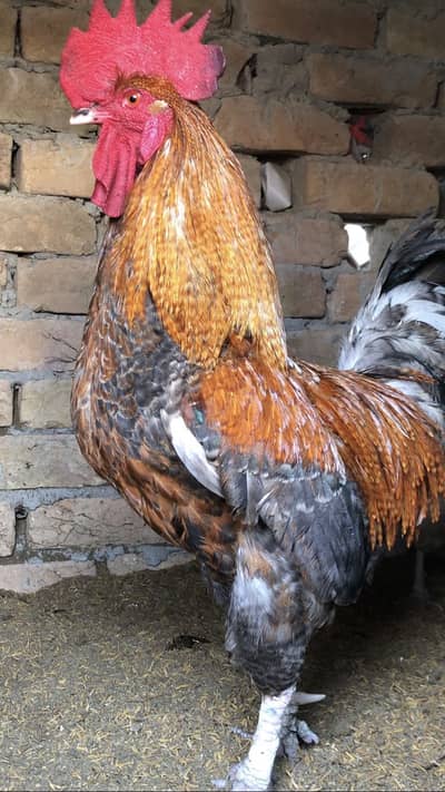 1 set of desi 4 hens 1 male