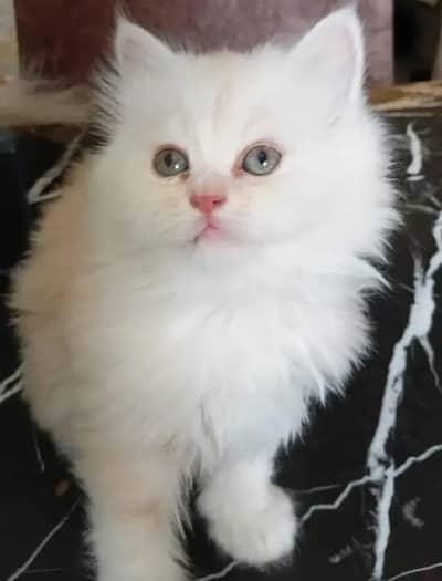 Persian female kitten for sale My WhatsApp number 03-29-26-68-929