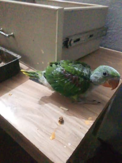 kashmiri raw parret  male baby Exchncah