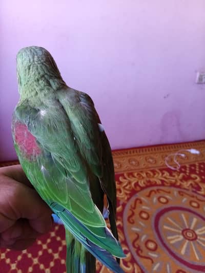 raw Kashmiri pahari parrot