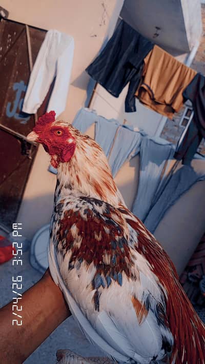 China Murga white murgi