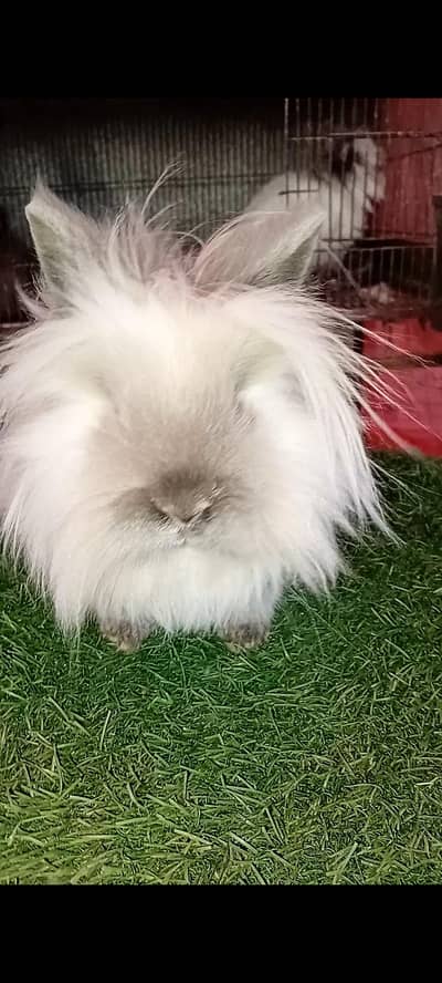 loin head deraf breader female