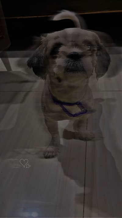 This puppy looks like the name of Lilly phon number 03022553380