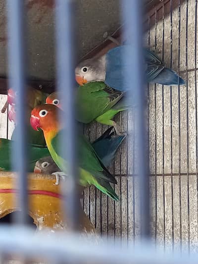 Fisher and Lotino (for sale)