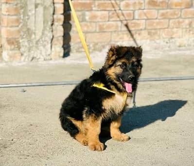 German shepherd puppies for sale healthy 0313=4934962