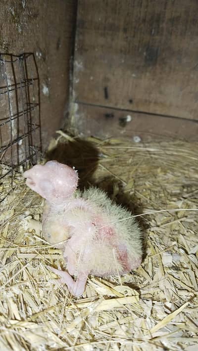 Comon withe red ayes cocktail baby for sale