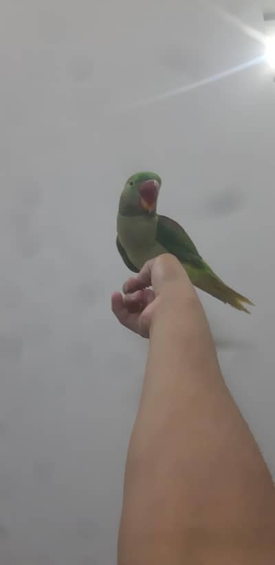 Rew parrot pattha Male hand tame