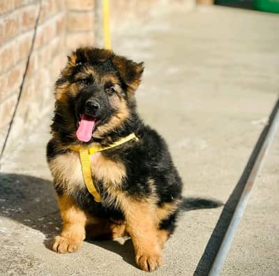 German shepherd puppies for sale healthy 0313=4934962