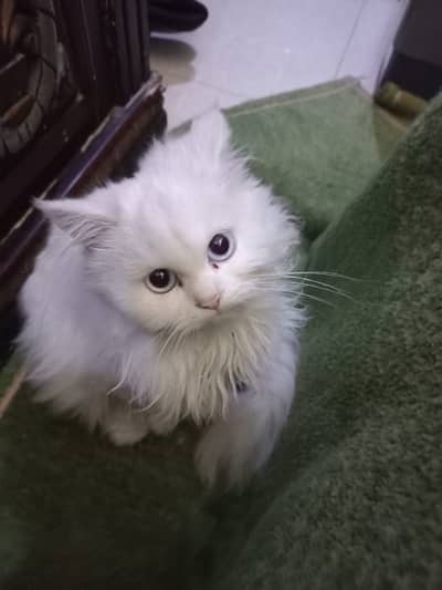 White persian female kitten