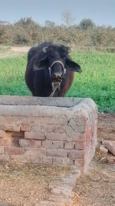 bance for sale with katti  7 k. g milk dti 1 din ka