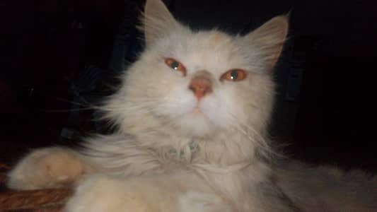 Persian male cat  fully coated