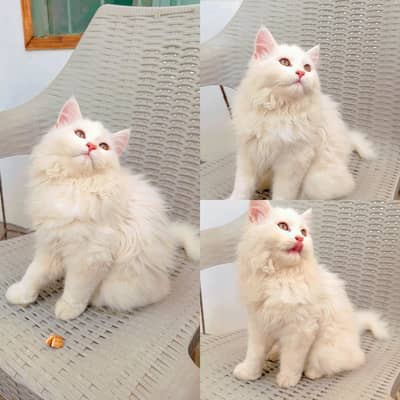 Persian healthy kitten