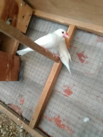 urgent sell jagha nahi ha pahaly birs bhi nikaly ha 2 bar 4 or 5