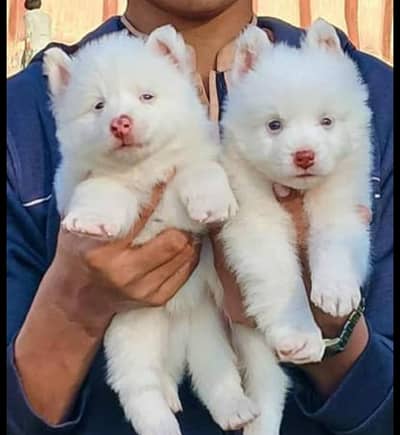 Russian dog puppy 03111968618